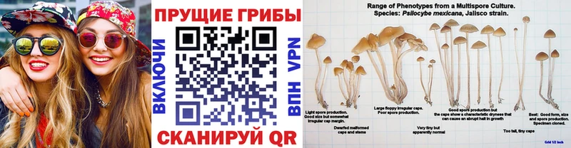 Галлюциногенные грибы мицелий  Купить закладки  Ивдель 